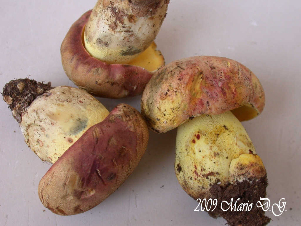 Boletus da determinare >>> n� 1